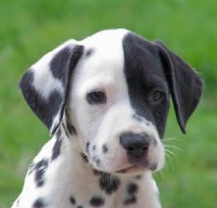 /album/tudosobrecachorrosegatos/foto-cachorro-dalmata-1-jpg/