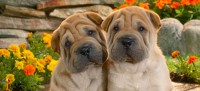 /album/tudosobrecachorrosegatos/lindinhos-jpg/