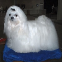 /album/tudosobrecachorrosegatos/cachorros-png/